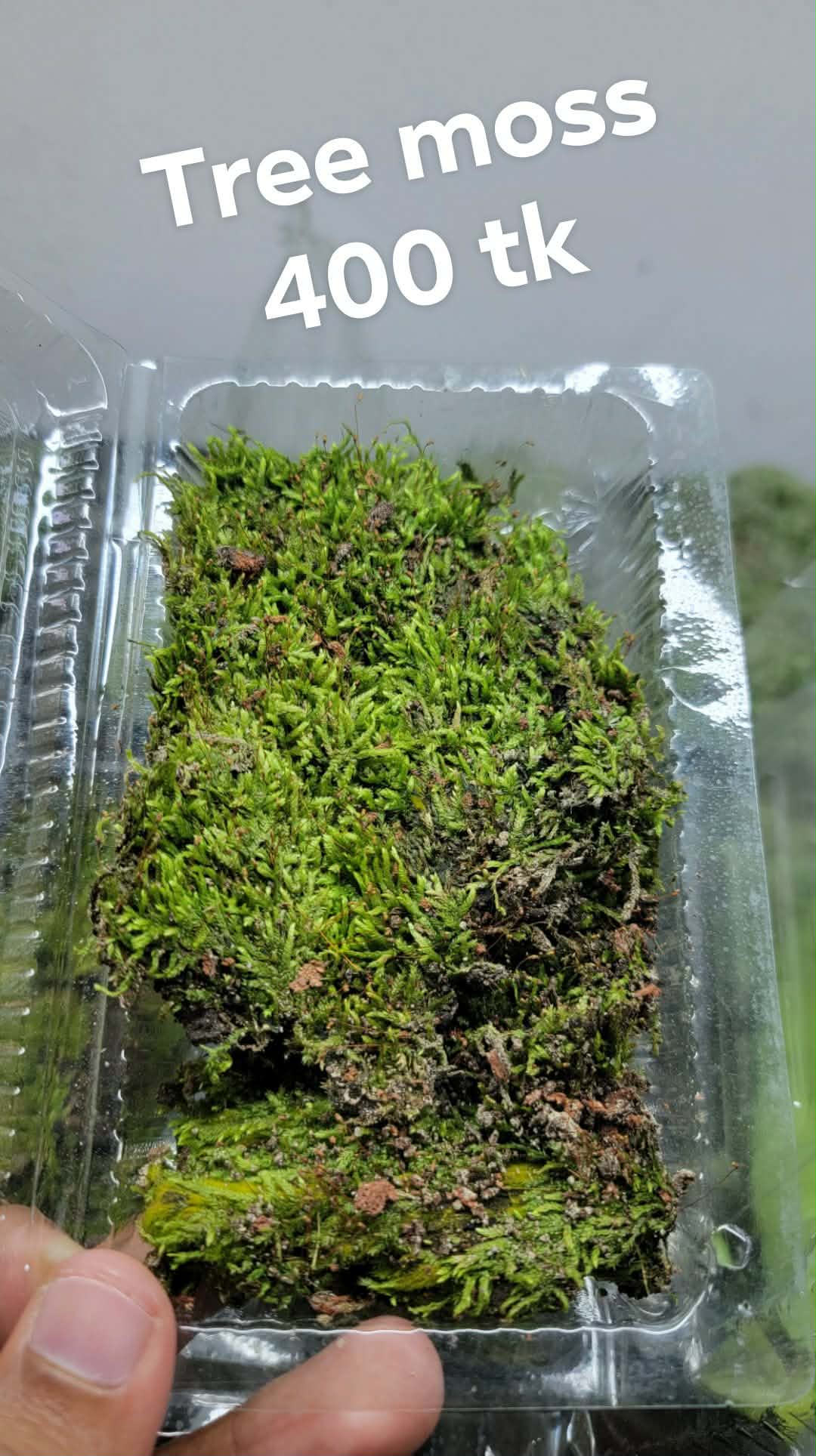 Tree Moss