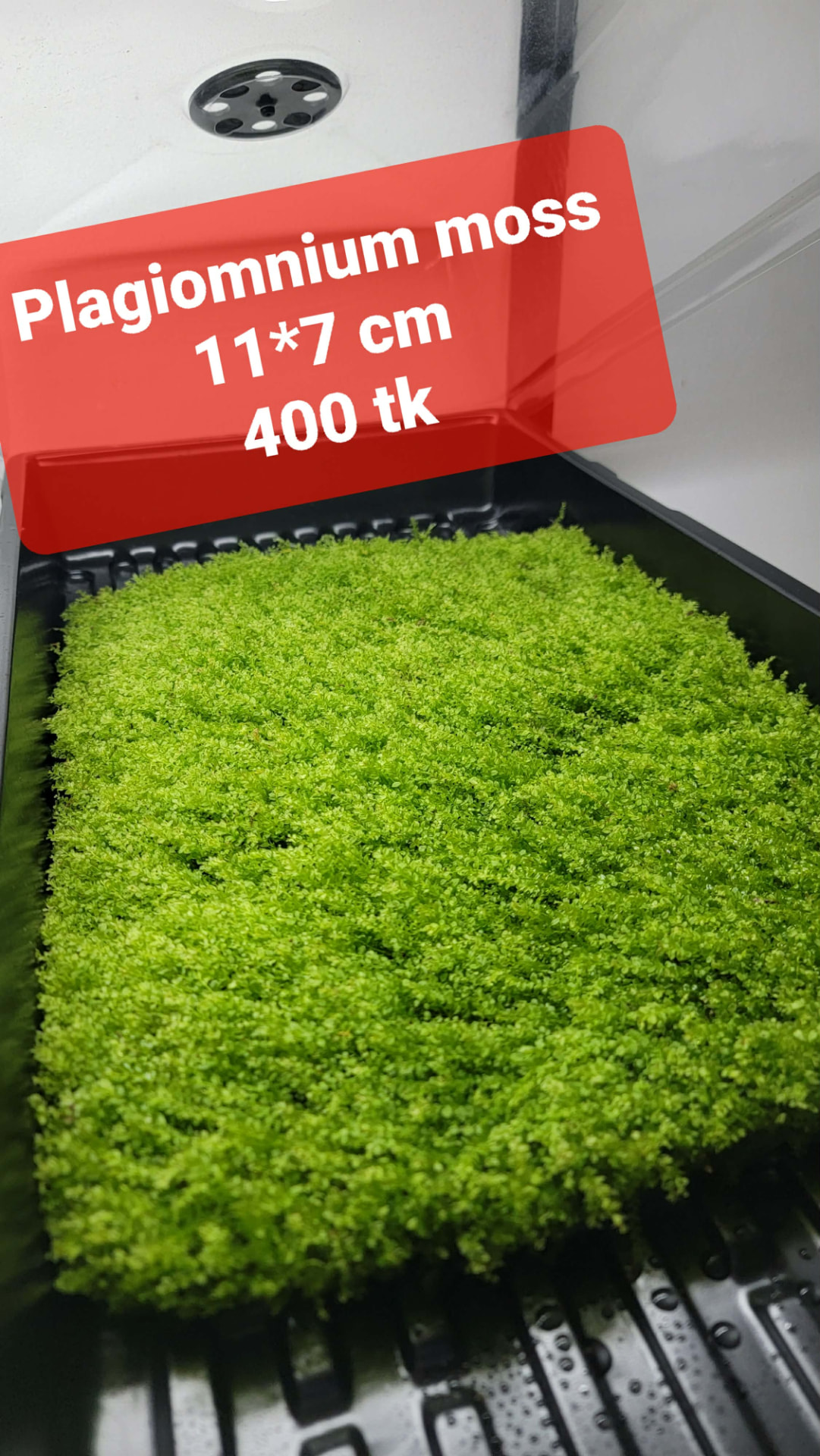 Plagiomnium Moss