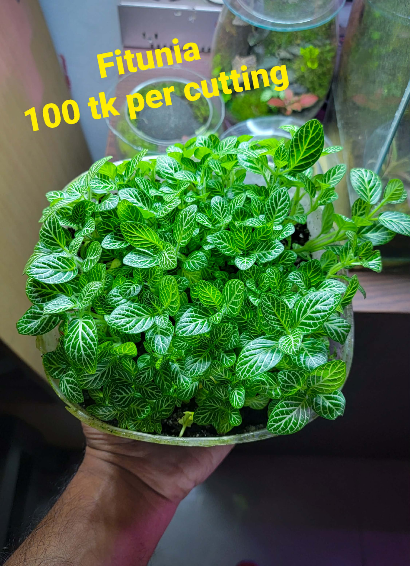 Fittonia