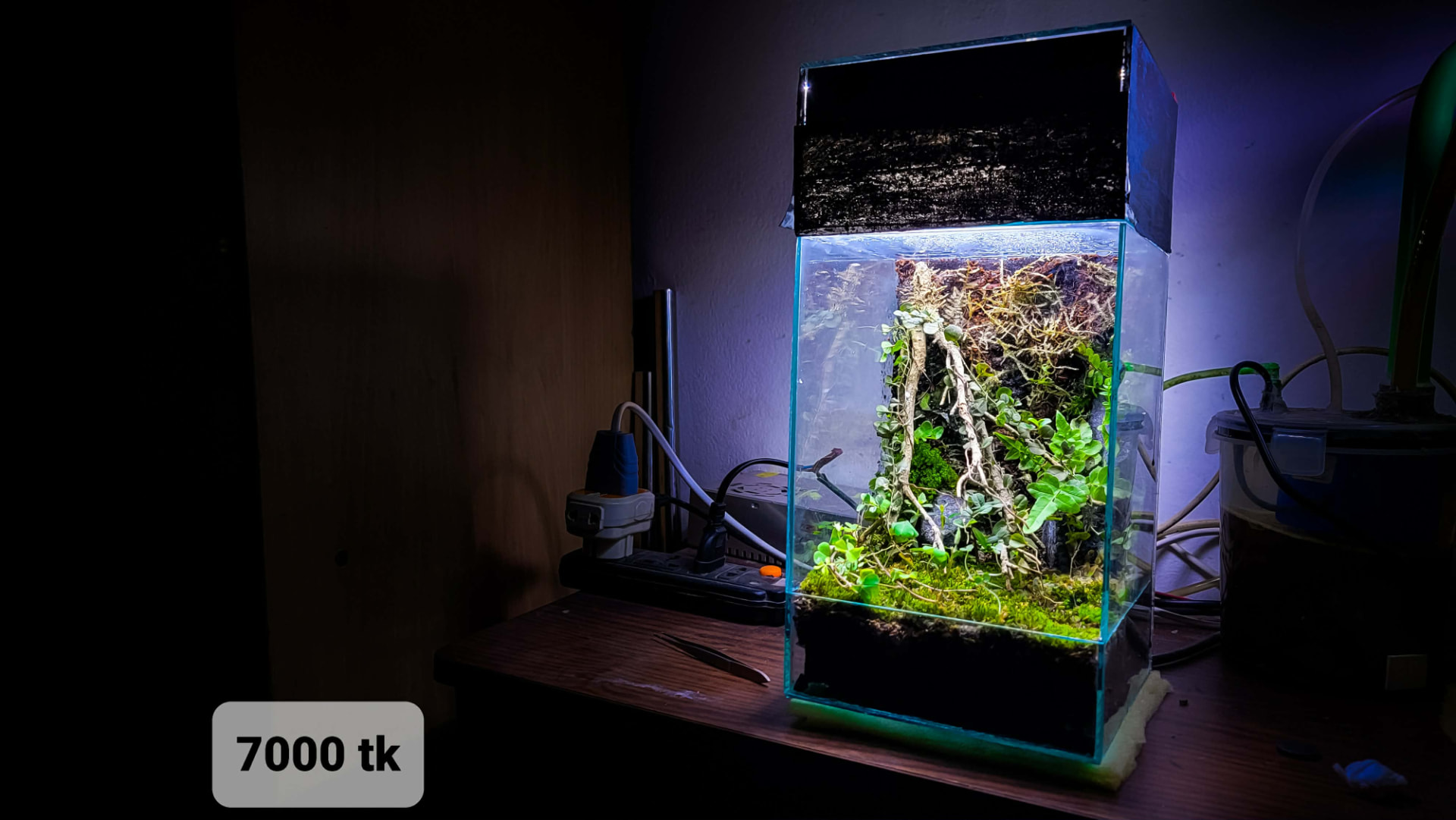 Tall Glass Vivarium