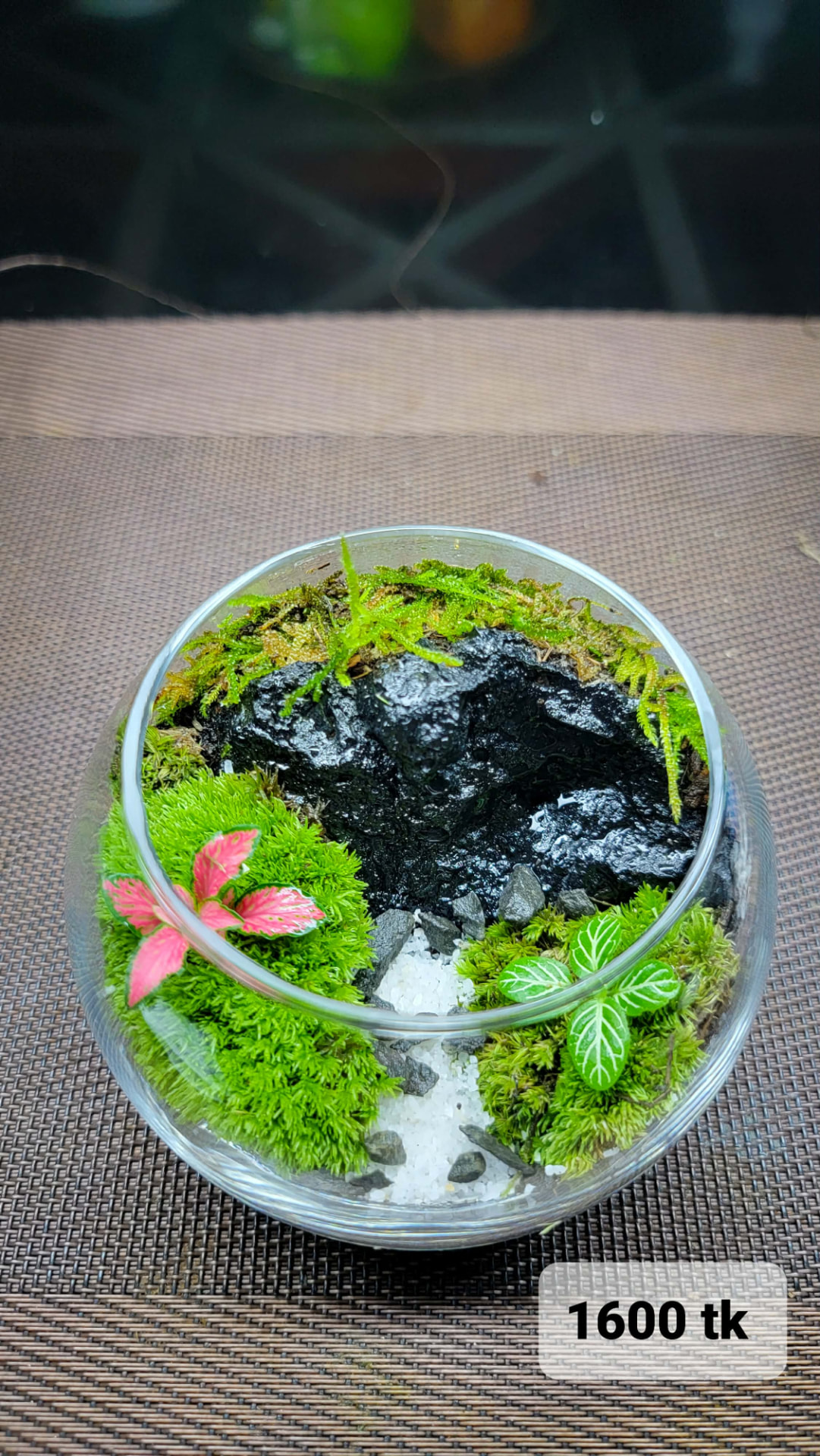 Black Stone Valley Terrarium