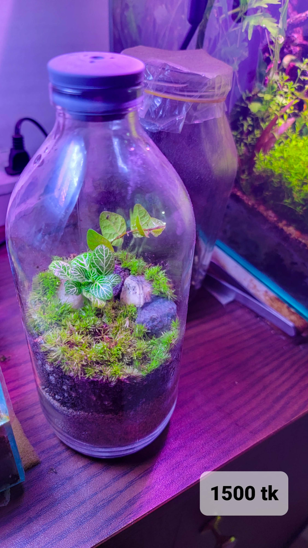 Moss Hill Bottle Terrarium
