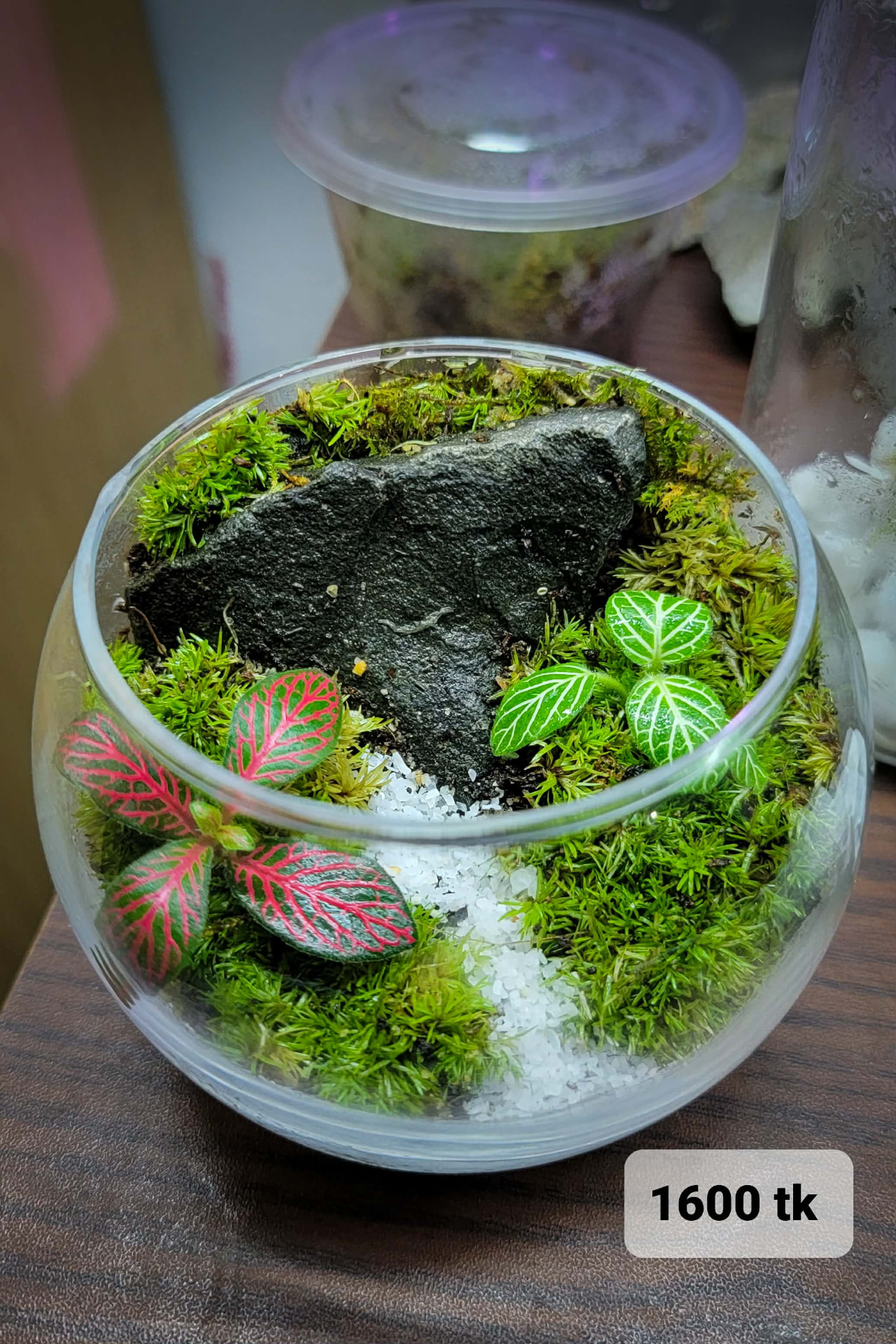 Lava Rock Bowl Terrarium